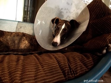 Comprehensive Guide to Dog Neutering Recovery: Health Benefits & Care Tips
