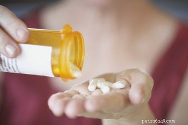 Safe Over-the-Counter Pain Relief for Dogs: What Your Vet Recommends