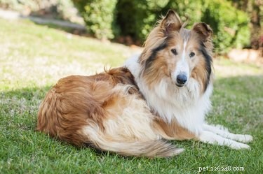Niacinamide Therapy for Dogs: Effective Treatment for Skin Conditions