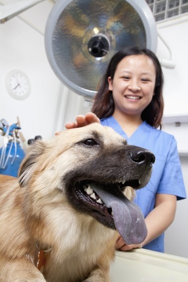 Understanding Tramadol Side Effects in Dogs: What Every Owner Should Know