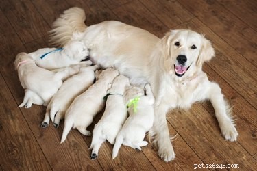 How Long Is a Dog Pregnant? A 63-Day Guide to Gestation and Care