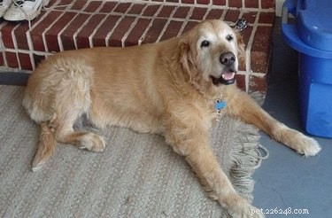 How Much Metronidazole Should Your Dog Take? Safe Dosage Guidelines