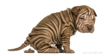 Loose Stools in Dogs: Causes, Symptoms, and Vet Tips