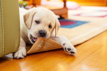 Understanding Your Dog s Life Stages: From Puppyhood to Senior Years