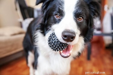 Understanding Your Dog s Life Stages: From Puppyhood to Senior Years