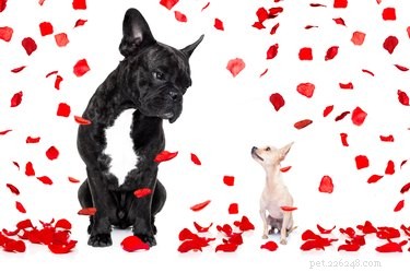 Expert Guide to Successfully Pairing and Breeding Dogs