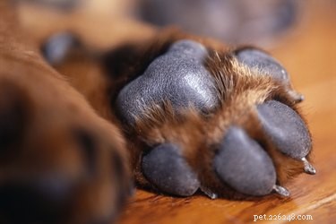 Dog Paw Pad Injuries: Diagnosis, Care, and Effective Treatments