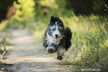 Protect Your Dog’s Paws: Causes, Prevention, and Care for Common Injuries