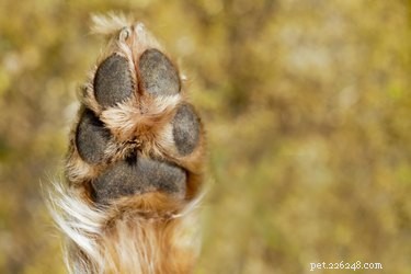 Protect Your Dog’s Paws: Causes, Prevention, and Care for Common Injuries
