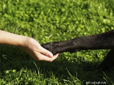 Protect Your Dog’s Paws: Causes, Prevention, and Care for Common Injuries