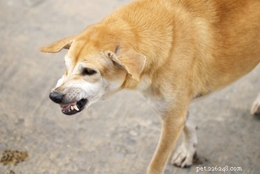 Protect Your Dog’s Paws: Causes, Prevention, and Care for Common Injuries