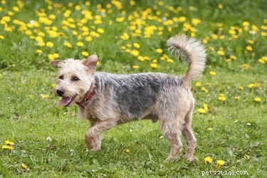 Protect Your Dog’s Paws: Causes, Prevention, and Care for Common Injuries
