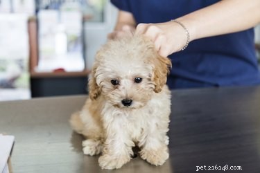 Optimal Timing and Frequency of the Parvo Vaccine for Dogs