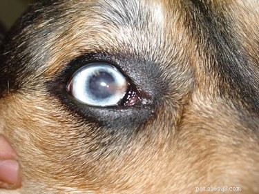 Effective Natural Treatments for Pannus in Dogs