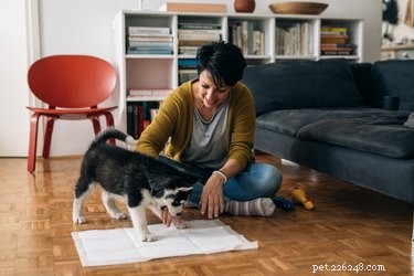 Lasix (Furosemide) for Dogs: Safe Diuretic Therapy for Heart Health