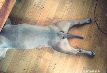 Why Do Dogs Chew at the Base of Their Tail? Causes and Solutions
