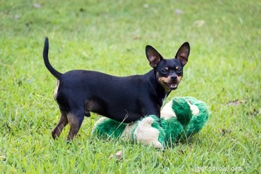 Top Tick Repellents for Dogs: Safeguard Your Pet From Dangerous Parasites