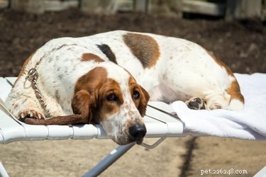 Top Tick Repellents for Dogs: Safeguard Your Pet From Dangerous Parasites