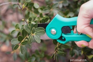 Top Tick Repellents for Dogs: Safeguard Your Pet From Dangerous Parasites