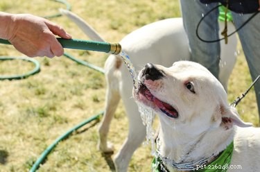 Effective Ways to Relieve Your Constipated Dog