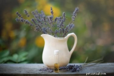 Can Lavender Oil Safely Repel Fleas on Dogs and Cats?
