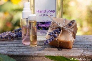 Can Lavender Oil Safely Repel Fleas on Dogs and Cats?