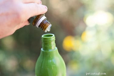Can Lavender Oil Safely Repel Fleas on Dogs and Cats?