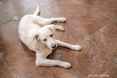 Safe Natural Techniques to Assist Dog Labor