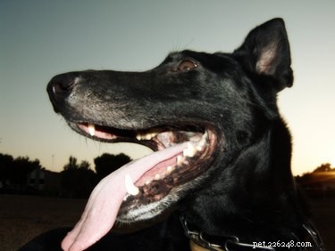 Understanding Dry Heaves and Coughs in Dogs: Causes, Symptoms, and When to Seek Vet Care