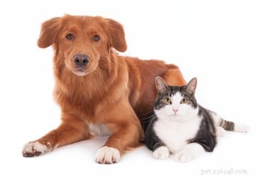 Understanding Synulox (Clavamox) Side Effects in Pets