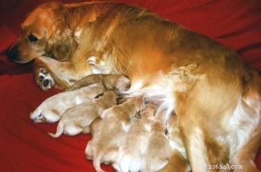 Mastitis in Dogs: Key Symptoms, Causes, and Quick Detection