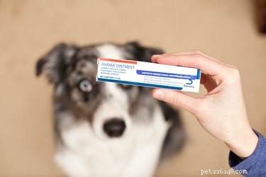 Animax Veterinary Ointment: Targeted Relief for Dogs  Ear, Skin, and Anal Gland Conditions