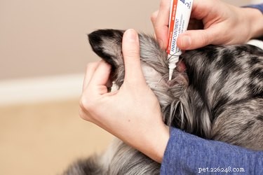 Animax Veterinary Ointment: Targeted Relief for Dogs  Ear, Skin, and Anal Gland Conditions