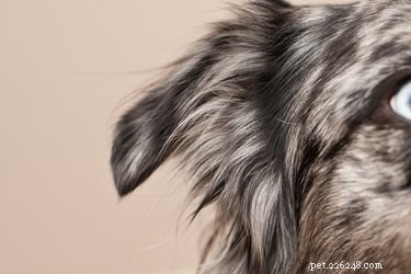 Animax Veterinary Ointment: Targeted Relief for Dogs  Ear, Skin, and Anal Gland Conditions