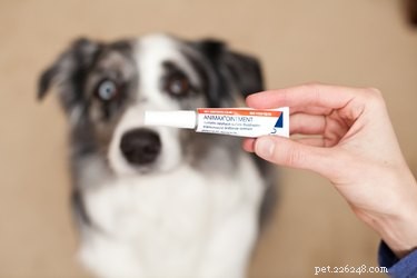 Animax Veterinary Ointment: Targeted Relief for Dogs  Ear, Skin, and Anal Gland Conditions