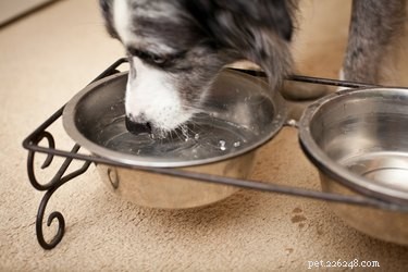 Animax Veterinary Ointment: Targeted Relief for Dogs  Ear, Skin, and Anal Gland Conditions