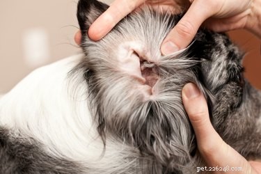 Animax Veterinary Ointment: Targeted Relief for Dogs  Ear, Skin, and Anal Gland Conditions
