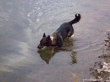 What Green Diarrhea in Dogs Means: Causes, Symptoms, and When to Seek Veterinary Care