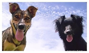 What Green Diarrhea in Dogs Means: Causes, Symptoms, and When to Seek Veterinary Care