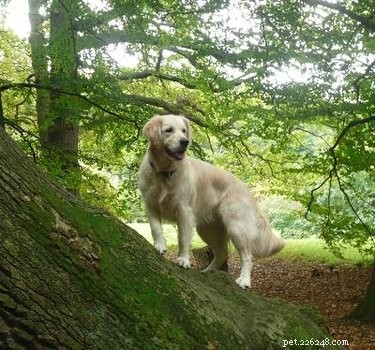 What Green Diarrhea in Dogs Means: Causes, Symptoms, and When to Seek Veterinary Care
