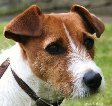 What Green Diarrhea in Dogs Means: Causes, Symptoms, and When to Seek Veterinary Care