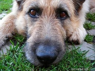 What Green Diarrhea in Dogs Means: Causes, Symptoms, and When to Seek Veterinary Care
