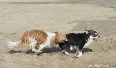 Safe and Humane Termination of Pregnancy in Dogs: A Guide for Owners