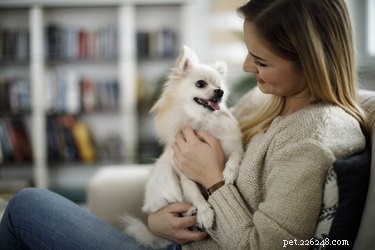 How to Spot a Female Dog in Heat: Key Signs & Care Tips