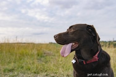 Unexplained Dog Bruising: Key Diseases and When to Seek Veterinary Care