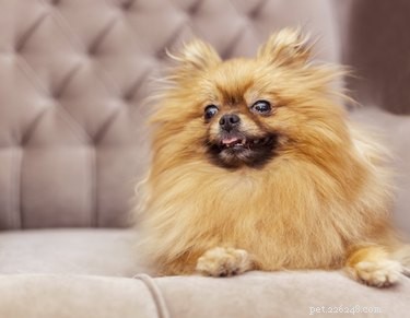Understanding Black Skin Disease in Dogs: Causes, Symptoms, and Treatment