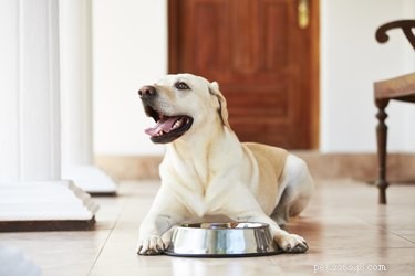 Top Foods Dogs Must Avoid for Their Health