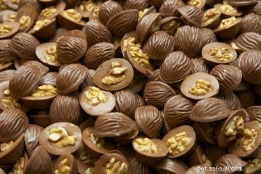 Top Foods Dogs Must Avoid for Their Health