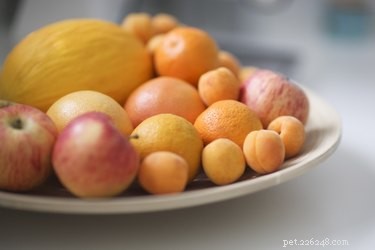 Top Foods Dogs Must Avoid for Their Health