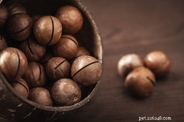 Top Foods Dogs Must Avoid for Their Health